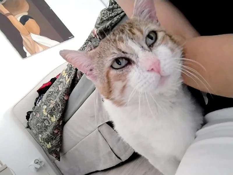 Alfred, doux câlin gourmand, male Mixed Breed for adoption at AidAnimaux33 — photo 3 of 7