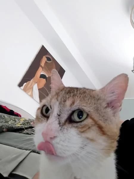 Alfred, doux câlin gourmand, male Mixed Breed for adoption at AidAnimaux33 — photo 4 of 7