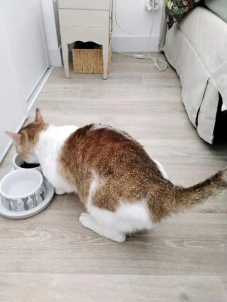 Alfred, doux câlin gourmand, male Mixed Breed for adoption at AidAnimaux33 — photo 5 of 7