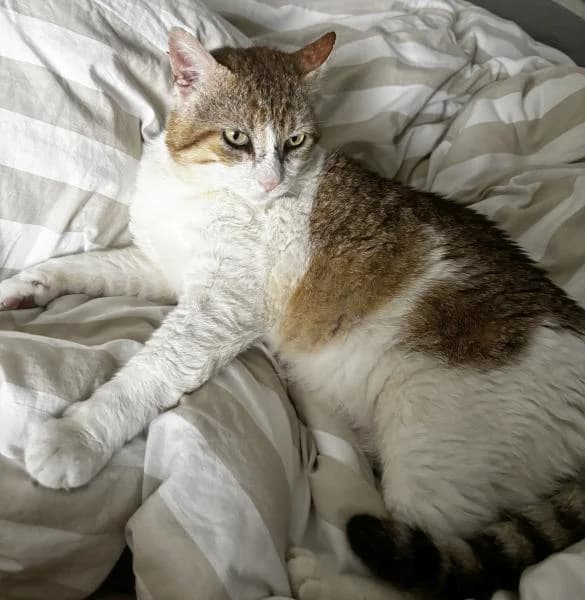 Alfred, doux câlin gourmand, male Mixed Breed for adoption at AidAnimaux33 — photo 6 of 7