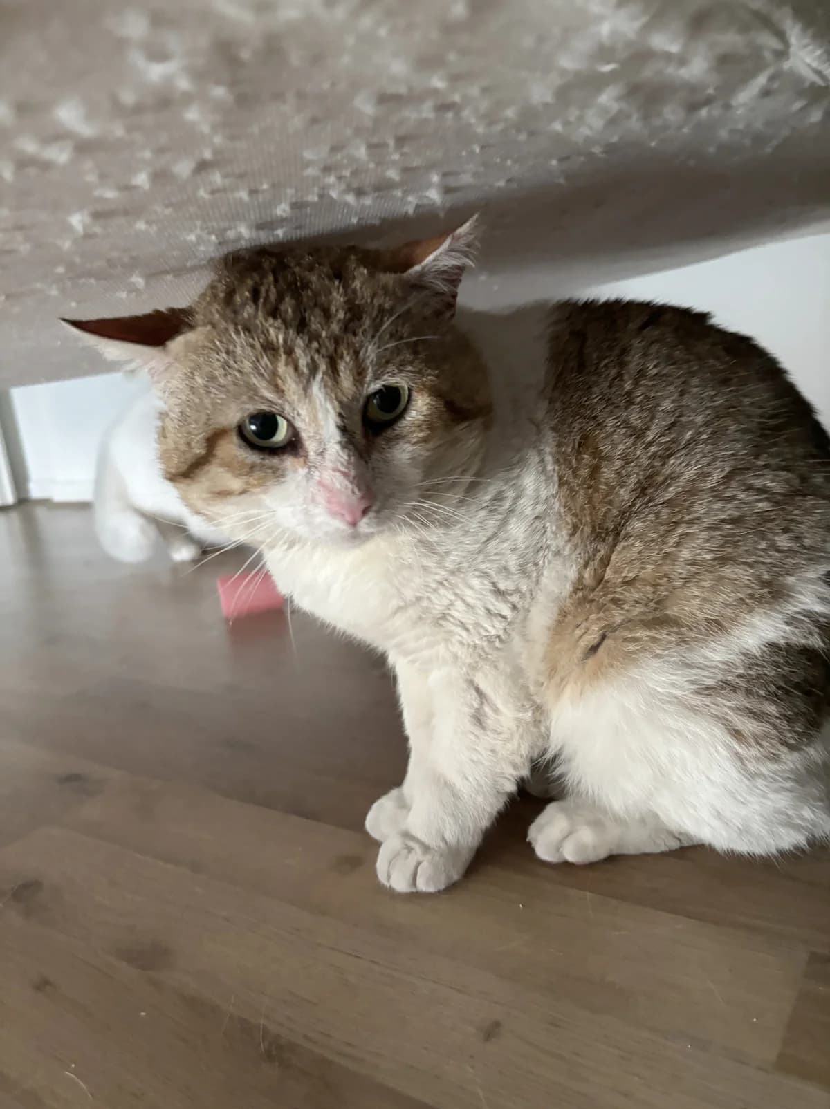 Alfred, doux câlin gourmand, male Mixed Breed for adoption at AidAnimaux33 — photo 7 of 7