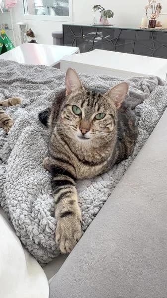 Pépita, belle à rassurer, female Mixed Breed for adoption at AidAnimaux33, Bordeaux