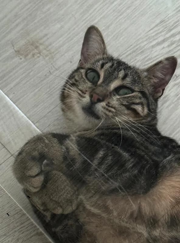 Pépita, belle à rassurer, female Mixed Breed for adoption at AidAnimaux33 — photo 2 of 4