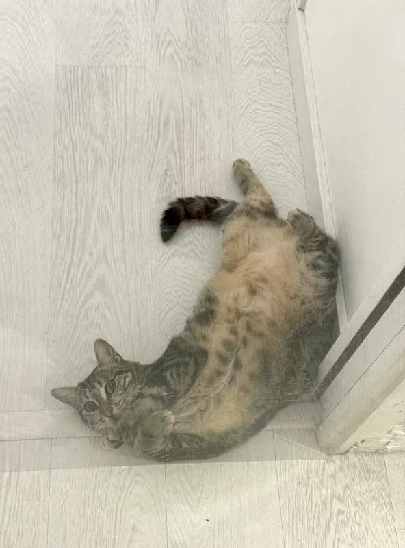 Pépita, belle à rassurer, female Mixed Breed for adoption at AidAnimaux33 — photo 3 of 4