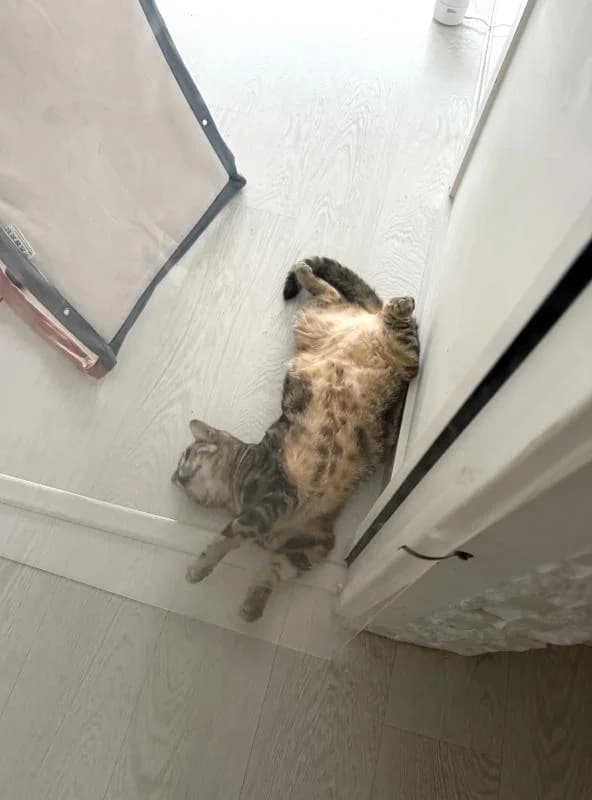 Pépita, belle à rassurer, female Mixed Breed for adoption at AidAnimaux33 — photo 4 of 4