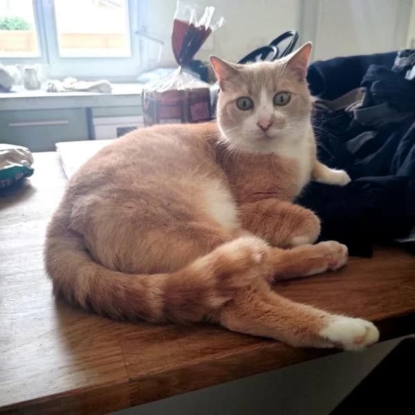 Eugène, gentil père tranquille, male Mixed Breed for adoption at AidAnimaux33