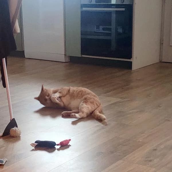 Eugène, gentil père tranquille, male Mixed Breed for adoption at AidAnimaux33 — photo 2 of 6