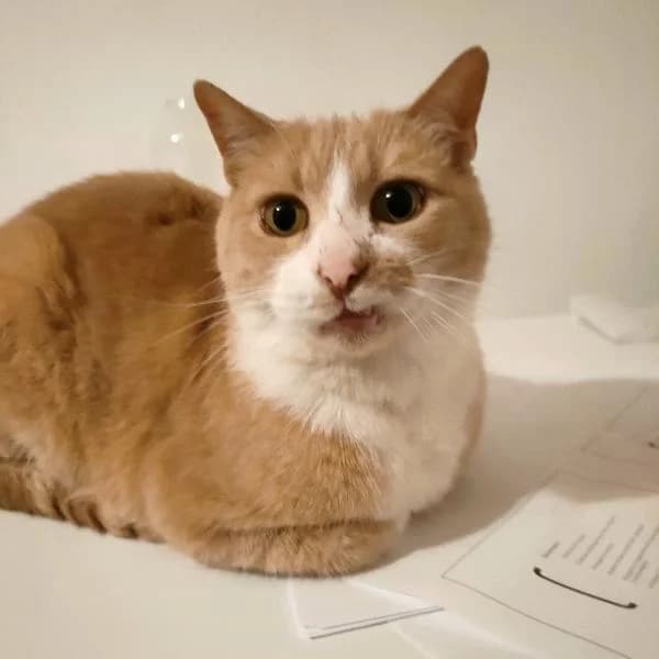 Eugène, gentil père tranquille, male Mixed Breed for adoption at AidAnimaux33 — photo 4 of 6