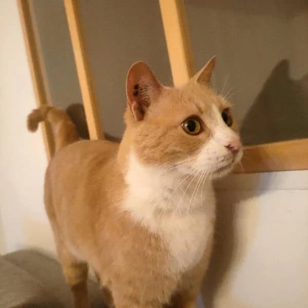 Eugène, gentil père tranquille, male Mixed Breed for adoption at AidAnimaux33 — photo 5 of 6