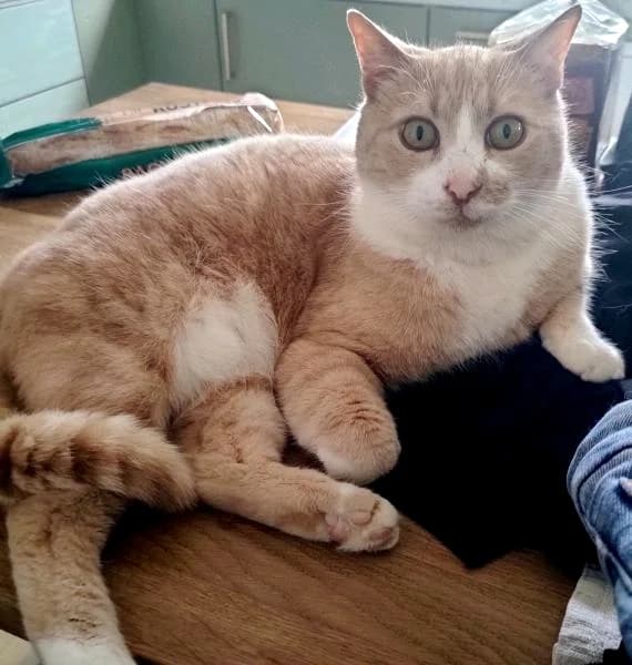 Eugène, gentil père tranquille, male Mixed Breed for adoption at AidAnimaux33 — photo 6 of 6