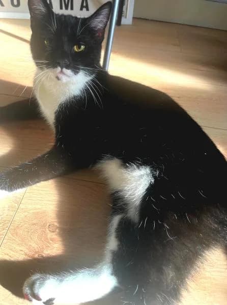 Arius, espiègle et affectueux, noir et blanc – Sur quelle commune le re male Mixed Breed for adoption at AidAnimaux33, Bordeaux