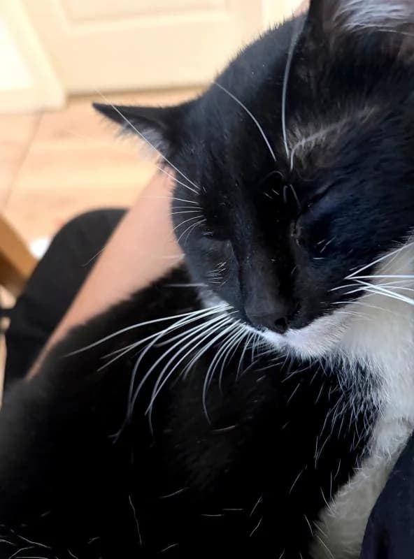 Arius, espiègle et affectueux, male Mixed Breed for adoption at AidAnimaux33 — photo 2 of 6