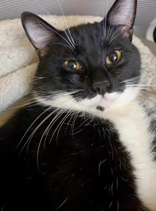 Arius, espiègle et affectueux, male Mixed Breed for adoption at AidAnimaux33 — photo 3 of 6