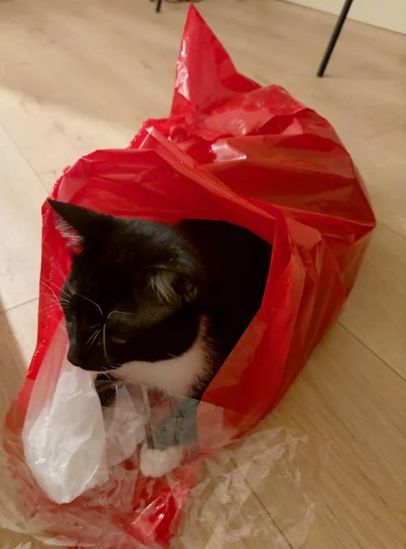 Arius, espiègle et affectueux, male Mixed Breed for adoption at AidAnimaux33 — photo 4 of 6