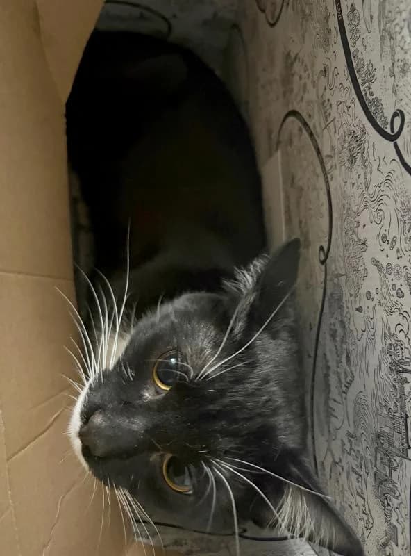 Arius, espiègle et affectueux, male Mixed Breed for adoption at AidAnimaux33 — photo 5 of 6