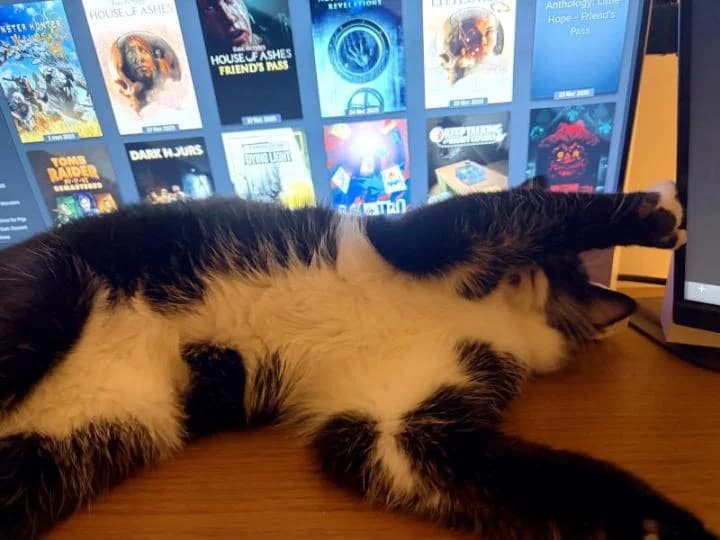 Arius, espiègle et affectueux, male Mixed Breed for adoption at AidAnimaux33 — photo 6 of 6