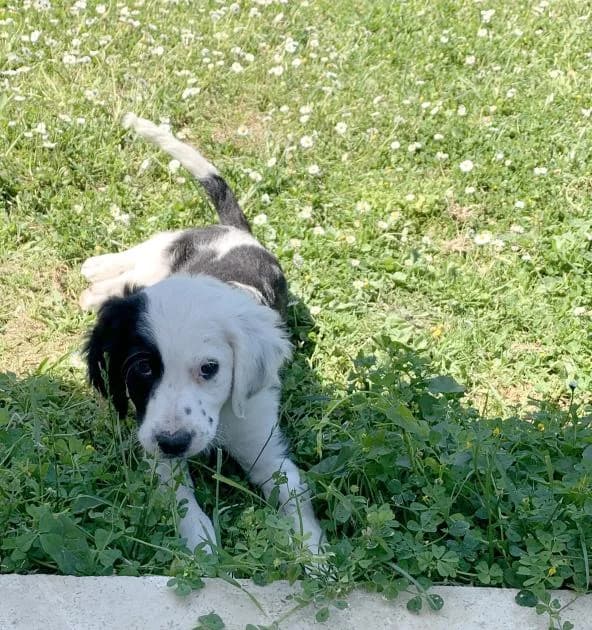 Baloo, bébé câlin et gourmand, setter anglais croisé border collie noir male puppy Mixed Breed for adoption at AidAnimaux33, Bordeaux