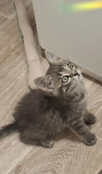Byron, bébé joueur et gourmand, Mixed Breed (AidAnimaux33)