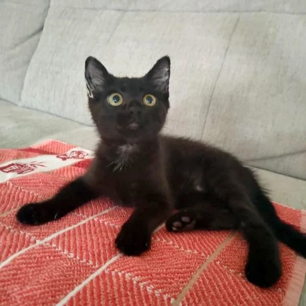 Brita, jeu, câlins et ronrons, female puppy Mixed Breed for adoption at AidAnimaux33, Bordeaux