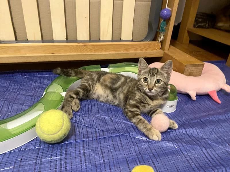 Billie, joueuse timide, female puppy Mixed Breed for adoption at AidAnimaux33, Bordeaux
