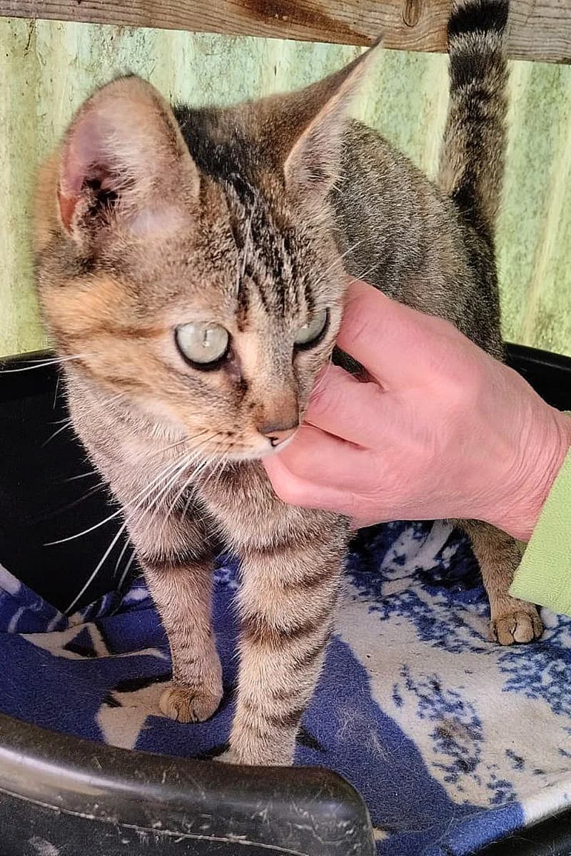 Eskenn, female 3yo European Shorthair for adoption at Aid Animaux 44, Châteaubriant