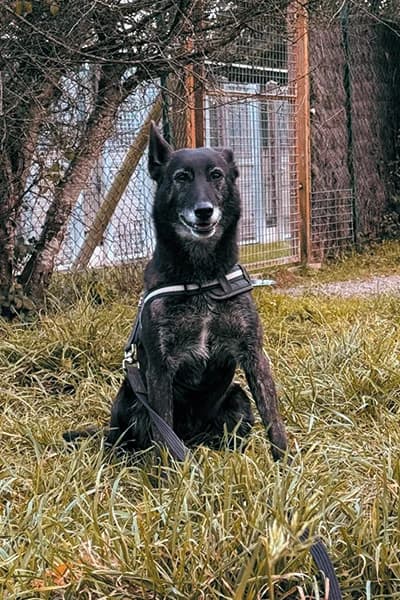 Pins, female 6yo mixed breed for adoption at Aid Animaux 44, Châteaubriant