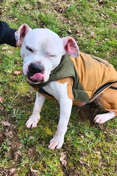 Jekko, male senior American Staffordshire Terrier for adoption at Aid Animaux 44, Châteaubriant