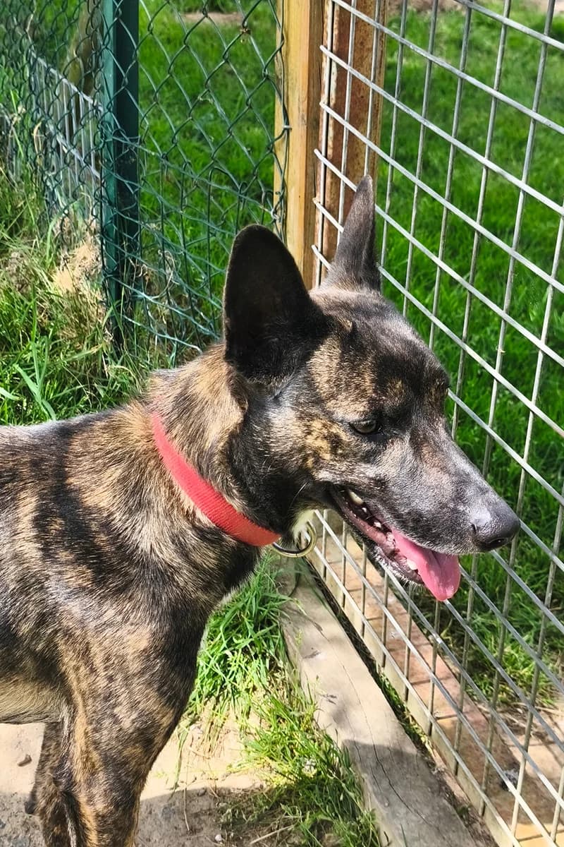 Umy, female 4yo mixed breed for adoption at Aid Animaux 44, Châteaubriant