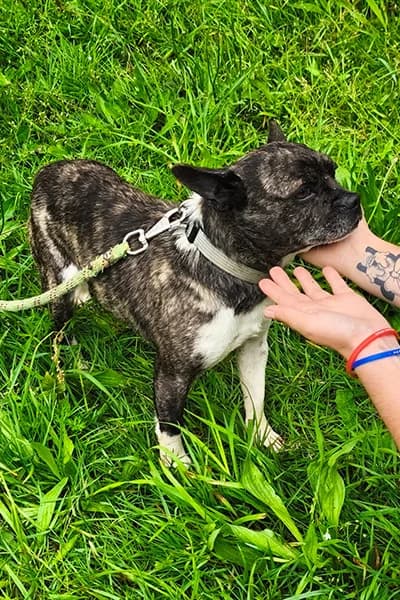 T'choupi, male 4yo French Bulldog for adoption at Aid Animaux 44, Châteaubriant
