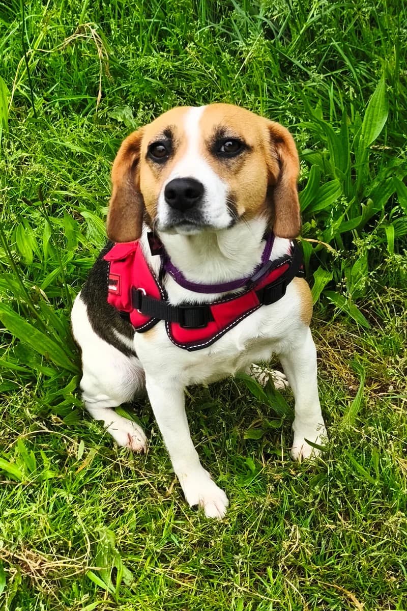 Angie, female young Beagle for adoption at Aid Animaux 44, Châteaubriant