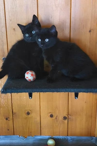 Chatons, male Mixed Breed for adoption at Aid Animaux 44, Châteaubriant