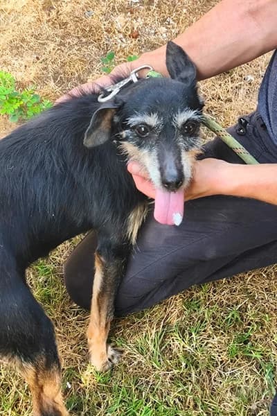Java, female senior Dachshund for adoption at Aid Animaux 44, Châteaubriant