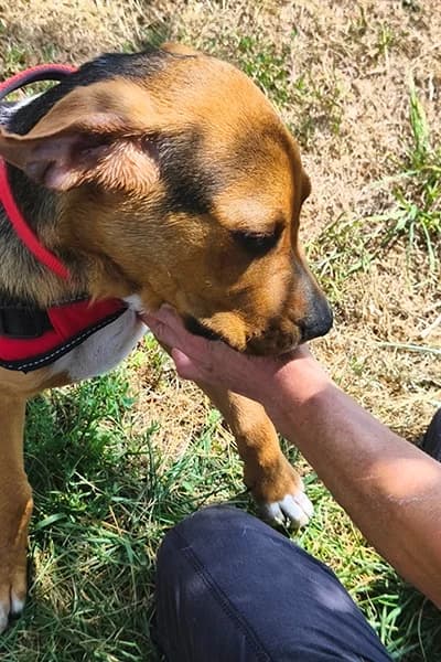 Banjo, male puppy Mixed Breed for adoption at Aid Animaux 44, Châteaubriant