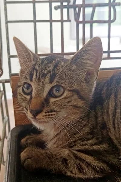Bueno, male puppy Mixed Breed for adoption at Aid Animaux 44, Châteaubriant