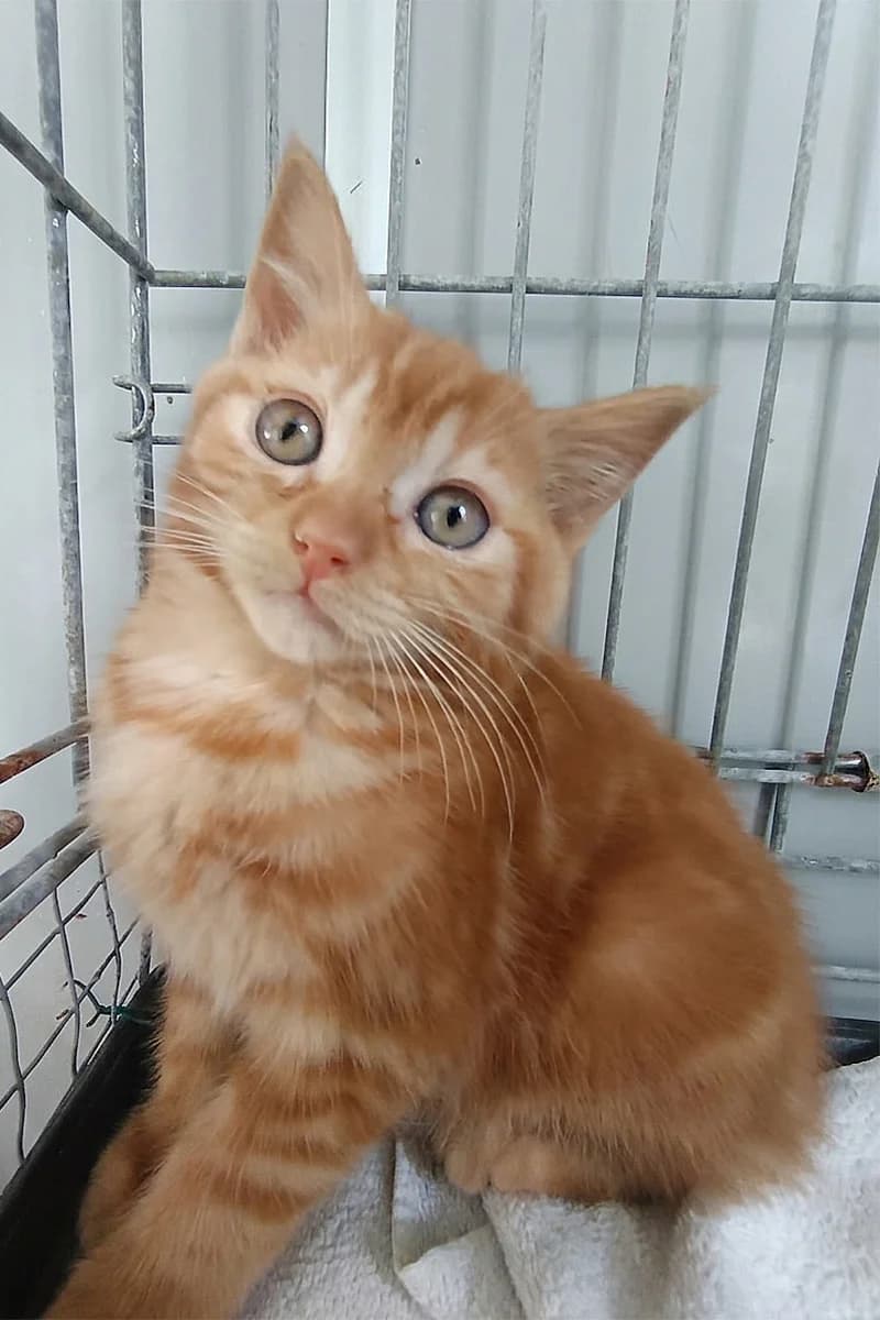 Biscuit, male puppy Mixed Breed for adoption at Aid Animaux 44, Châteaubriant