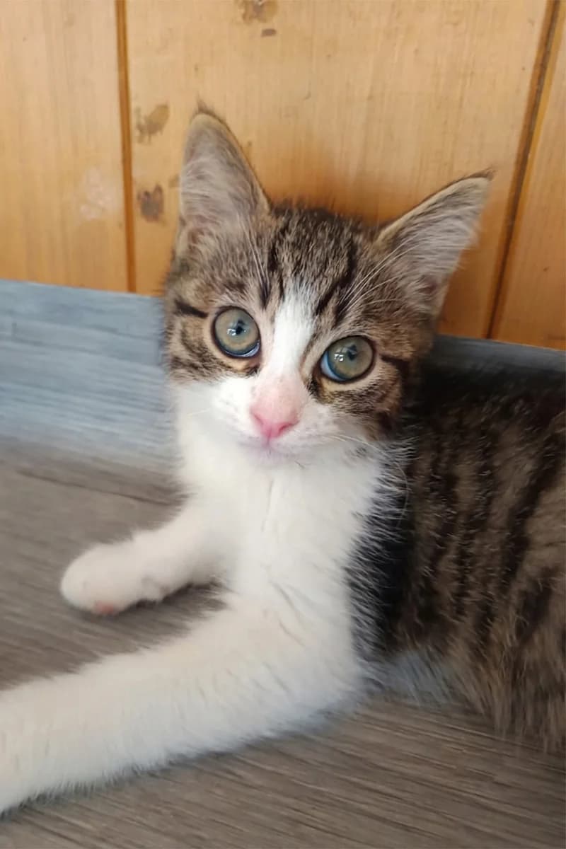 Brindille, female puppy Mixed Breed for adoption at Aid Animaux 44, Châteaubriant