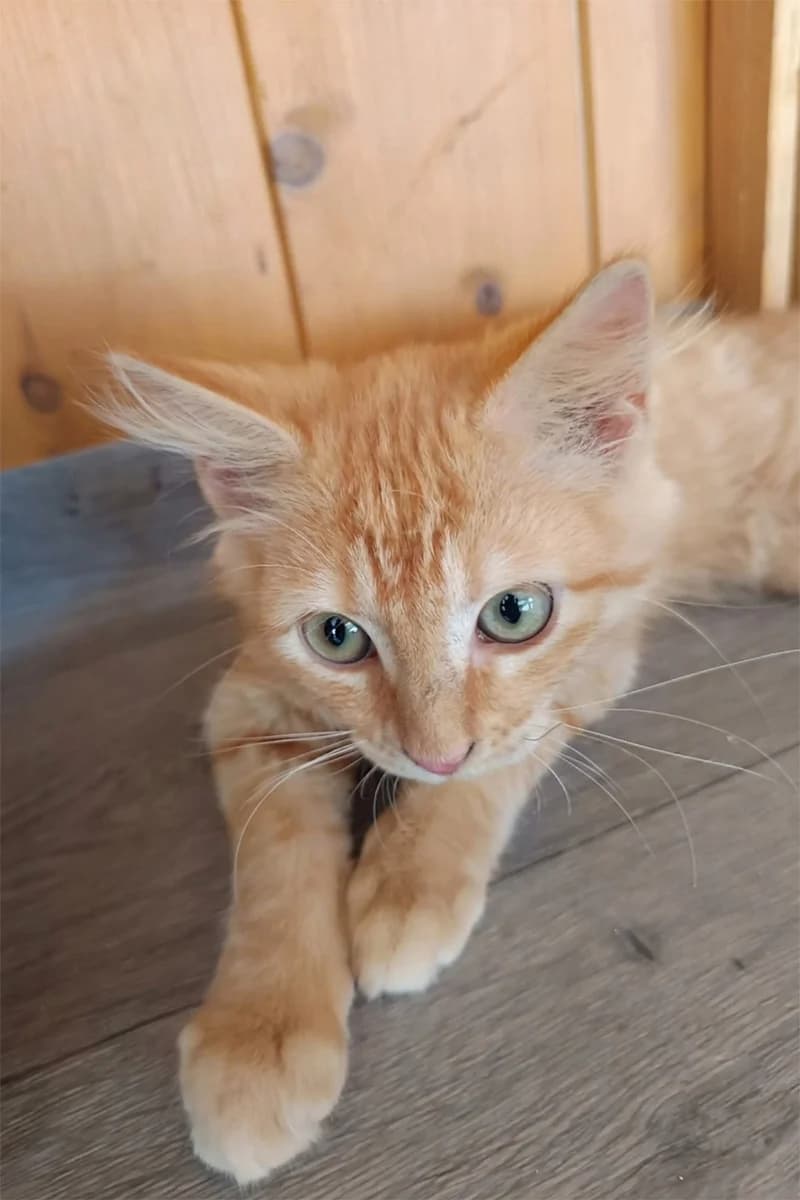 Banzaï, male puppy Mixed Breed for adoption at Aid Animaux 44, Châteaubriant