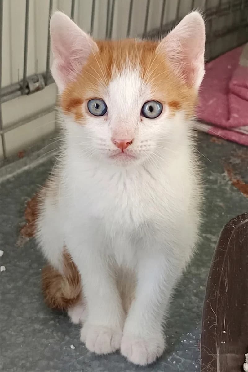 Balto, male puppy Mixed Breed for adoption at Aid Animaux 44, Châteaubriant