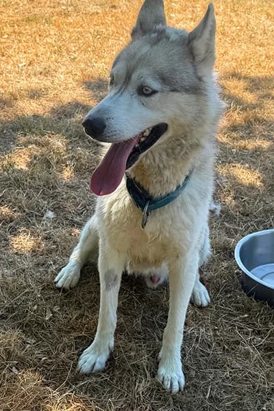 Ranger, male 6yo Husky for adoption at Aid Animaux 44, Châteaubriant
