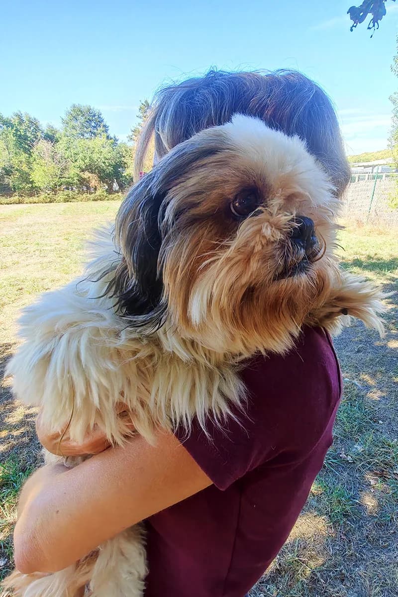 Shit Zu, male senior mixed breed for adoption at Aid Animaux 44, Châteaubriant