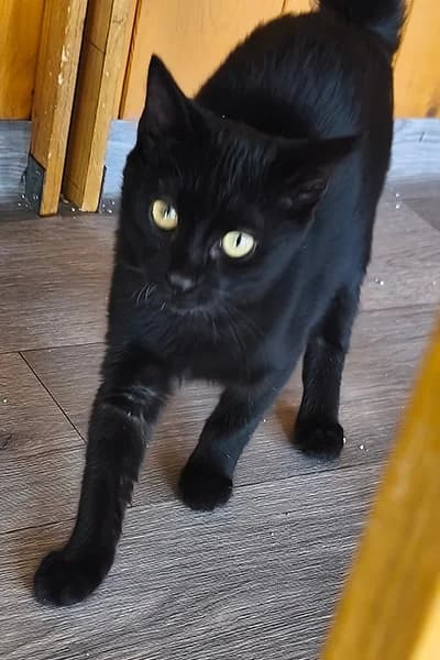 Banco, male puppy European Shorthair for adoption at Aid Animaux 44, Châteaubriant
