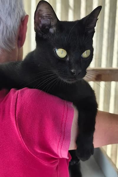 Arena, female young European Shorthair for adoption at Aid Animaux 44, Châteaubriant