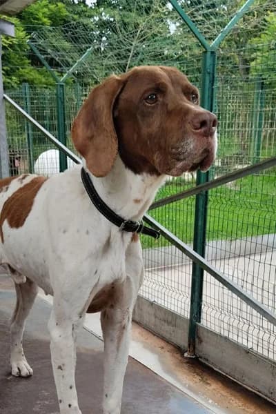 Prince, male senior Pointer for adoption at Aid Animaux 44, Châteaubriant