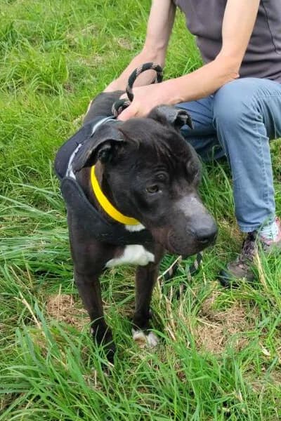 Guizmo, male 6yo Mixed Breed for adoption at Aid Animaux 44, Châteaubriant
