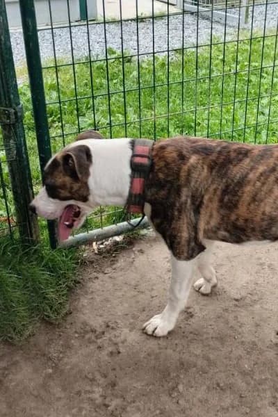 Ulk, male 3yo American Staffordshire Terrier for adoption at Aid Animaux 44, Châteaubriant