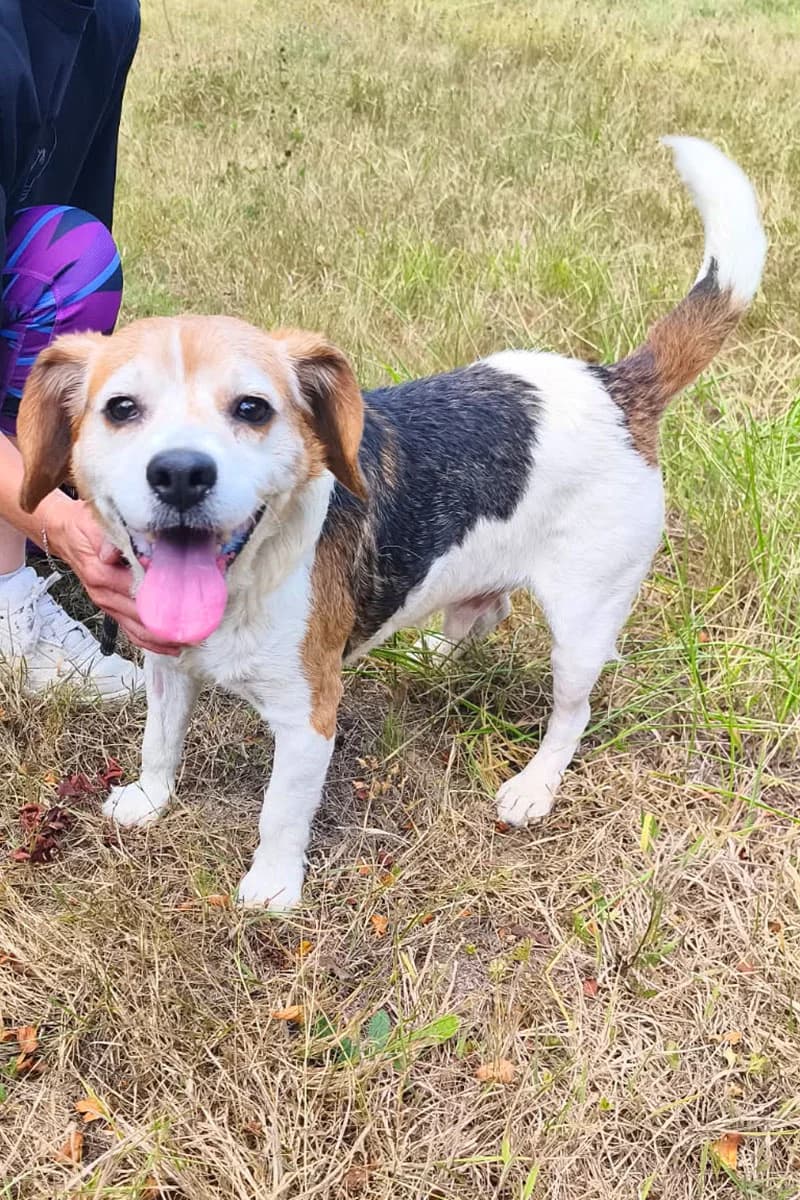Mozart, male senior Beagle for adoption at Aid Animaux 44, Châteaubriant