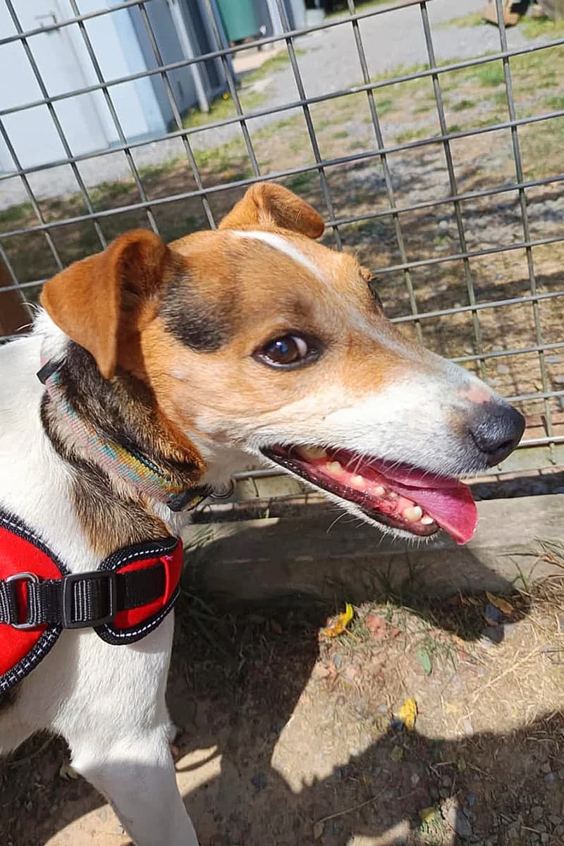 Zoé, female senior mixed breed for adoption at Aid Animaux 44, Châteaubriant
