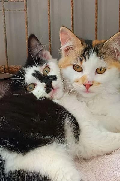 Chatons, female young Mixed Breed for adoption at Aid Animaux 44, Châteaubriant