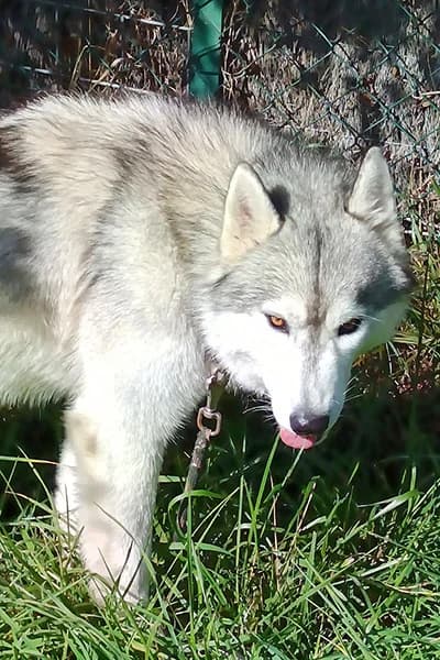 Volt, male young Mixed Breed for adoption at Aid Animaux 44, Châteaubriant