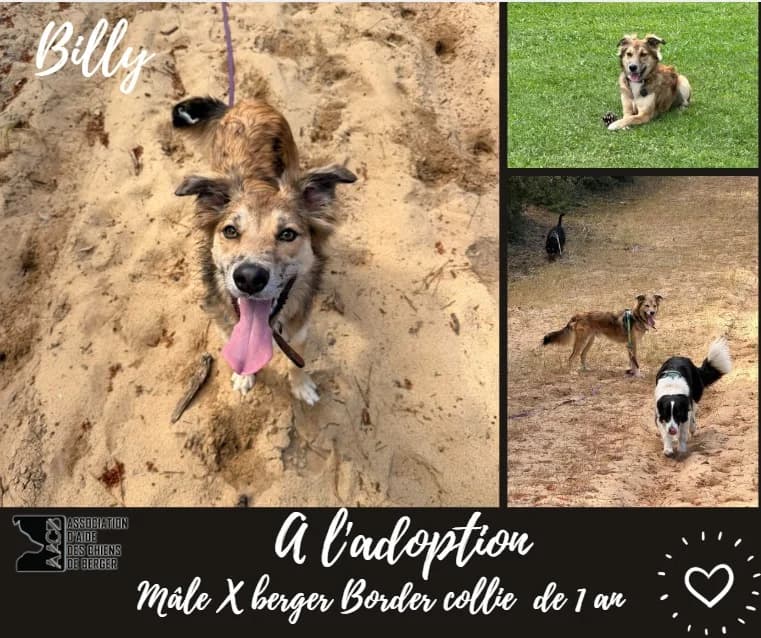 Billy,  Border Collie for adoption at Association d